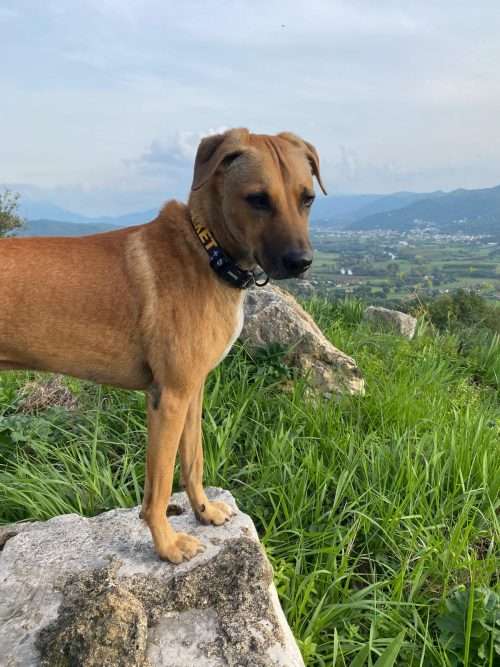 Stand per cani in pietra