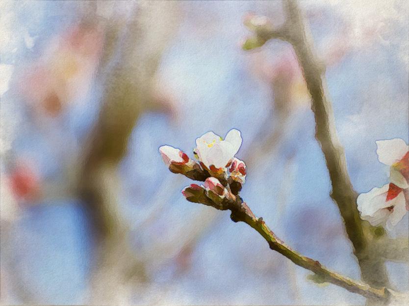 a watercoloured almond blossom tree