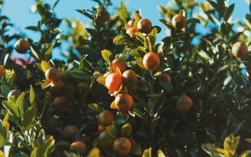 Ivrea’s Battle of the Oranges