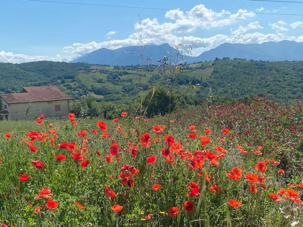 Fiori selvatici italiani in Campania