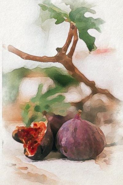 fig harvest picture