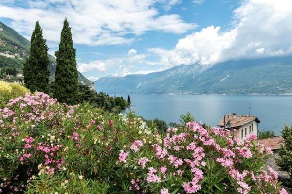 Italian wildflowers growing wild in the north