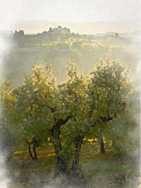 Olive tree in Tuscany